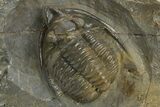 Multi-Toned Diademaproetus Trilobite - Ofaten, Morocco #310525-2